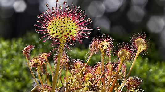 The round-leaf sundew is, among other things, a species that must be protected from us. Copyright by Wolfgang Dolak.